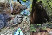 ONGs alertan ante los últimos sucesos de muertes de osos en el Pirineo Oso cachou en Valle de Arán