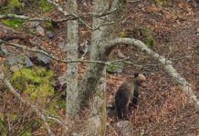 Plantados 55.000 árboles para mejorar el hábitat del oso en Courel