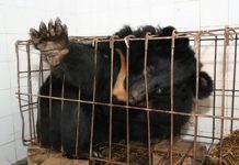 Bilis de oso para la Covid-19, el último disparate de la ‘medicina’ tradicional china Oso del Himalaya o Oso negro asiático en una jaula
