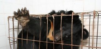 Bilis de oso para la Covid-19, el último disparate de la ‘medicina’ tradicional china Oso del Himalaya o Oso negro asiático en una jaula