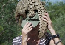 Gabón prohíbe comer pangolín y murciélagos Mujer jugando con pangolín que camina sobre su cabeza