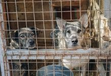 Necesarias medidas urgentes ante refugios de animales al borde del colapso perros miran tras el alambre de una jaula