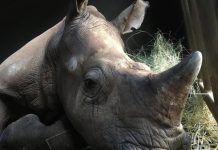 La pandemia afloja el control de la caza furtiva de rinocerontes en Sudáfrica Primer plano de rinoceronte