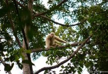 Alba sale adelante en libertad: buenas noticias de la única orangutana albina