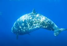 Ballena de Cuvier (Ziphius cavirostris) Ballena de Cuvier