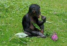 Matanza, tráfico y secuestro para zoos amenazan la supervivencia de los bonobos