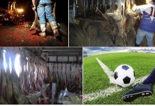 Masacre de canguros para usar su piel en zapatillas deportivas