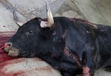 Medio millar de colectivos suscriben ya la carta contra las subvenciones a la tauromaquia