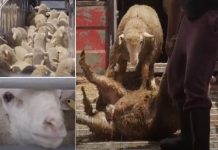 Cien mil corderos navegan a Arabia Saudí para «la fiesta del Sacrificio del Cordero» Cordernos hacinados y movidos violentamente a barcos para transporte a larga distancia