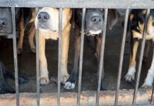 Detectan aumento de denuncias por compra ilegal de perros y gatos online Cuatro perros asoman el hocico tras los gruesos barrotes de una jaula