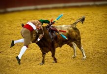 Portugal sube el IVA al sector taurino y rechaza darle ayudas excepcionales Tortura de toro en plaza portuguesa en Lisboa