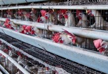 La presión social consigue reducir el número gallinas enjauladas