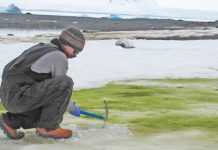 La costa de la Antártida se vuelve «verde» debido al cambio climático Científico recogiendo muestras de alga verde en la nieve de la Antártida