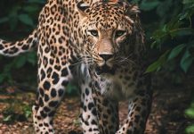 Escándalo por la presencia de huesos de leopardo en productos de 24 farmacéuticas chinas