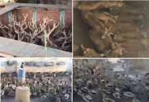 España suma 802 granjas criando animales para ser cazados