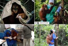 Retrasada la liberación de 300 orangutanes por el peligro de que contraigan Covid-19 Orangutanes en centro de conservación en Indonesia