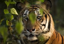 Investigan la muerte de tres tigres de Sumatra, especie en peligro crítico de extinción