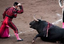 Matar toros tiene la peor nota, el menor interés y genera rechazo: «Fuera de Cultura»