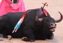 El gobierno de Castilla y León inyectará más de un millón de euros al sector taurino