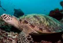 Santuario malasio de tortugas prohibirá comerciar con sus huevos