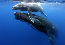 El probable final de la caza de ballenas en Islandia Pequeña ballena nada cerca de superficie sobre gran ballena
