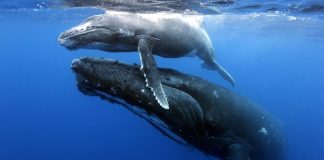 Pequeña ballena nada cerca de superficie sobre gran ballena