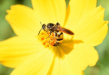 La extinción masiva en curso acelera y amenaza 500 especies en los próximos 20 años Abeja en el centro de flor amarilla