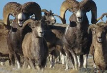Argalí (Ovis ammon)