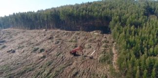 Máquinas preparando plantación de soja en bosque
