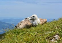 Los buitres: esos grandes incomprendidos Buitre posado sobre montaña