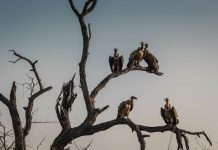 Kenia conciencia a las comunidades para evitar la extinción de los buitres