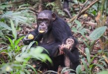 La similitud de chimpancés y humanos en su lento desarrollo temprano