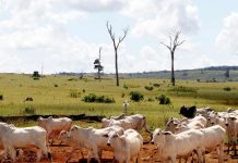 El Congreso aprueba luchar contra la deforestación importada