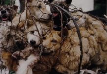 Un año más Yulin acoge el abominable festival de carne de perro