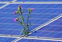 La energía solar: clave para la recuperación económica y frente a la crisis climática