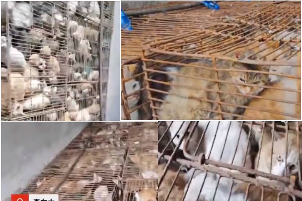 Gatos apiñados en jaulas en la ciudad china de Linfen