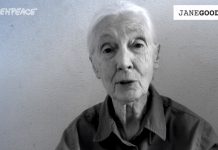 «Nos hemos creído depredadores invencibles… pero no lo somos» Jane Goodall interviene en el vídeo "Darle la vuelta al sistema"