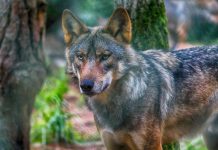 Abrumadora mayoría en defensa de los lobos Lobo entre árboles en el bosque
