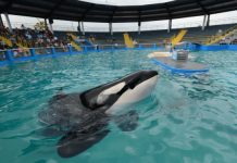 ¿Liberarán a Lolita después de medio siglo en un tanque minúsculo? La orca Lolita asoma el morro fuera del agua