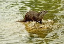 Nutrias (Lutrinae) Nutria sobre una roca
