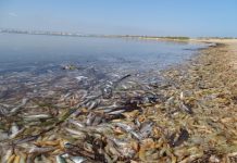 «Atila 2020» señala la destrucción del Mar Menor, desregulación ambiental e impacto de cruceros