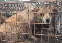 Cachorros rescatados antes del festival de carne de perro de Yulin