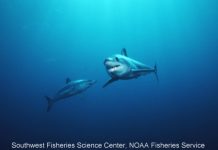 Tiburón mako (Isurus oxyrinchus)