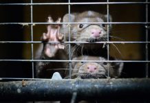 60 millones de visones criados anualmente en todo el mundo para el negocio peletero Visón tras jaula