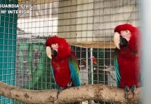 Desarticulada red dedicada al comercio ilegal de especies protegidas