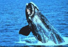 «La ballena franca del Atlántico norte, a punto de extinguirse» Ballena franca emergiendo sobre la superficie del Atlántico Norte