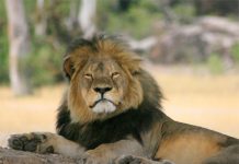 Movilizaciones contra la caza trofeo cinco años después de la muerte del león Cecil El león Cecil tumbado en la sabana