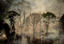 Devastación ambiental en Brasil Incendio en Amazonas, en Mato Grosso