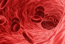 Innovador análisis de sangre detecta cánceres hasta cuatro años antes de los síntomas Glóbulos rojos en interior de un vaso sanguíneo