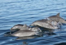 Así escogen los delfines a sus amigos desde la infancia Varios jóvenes delfines juegan en la superficie